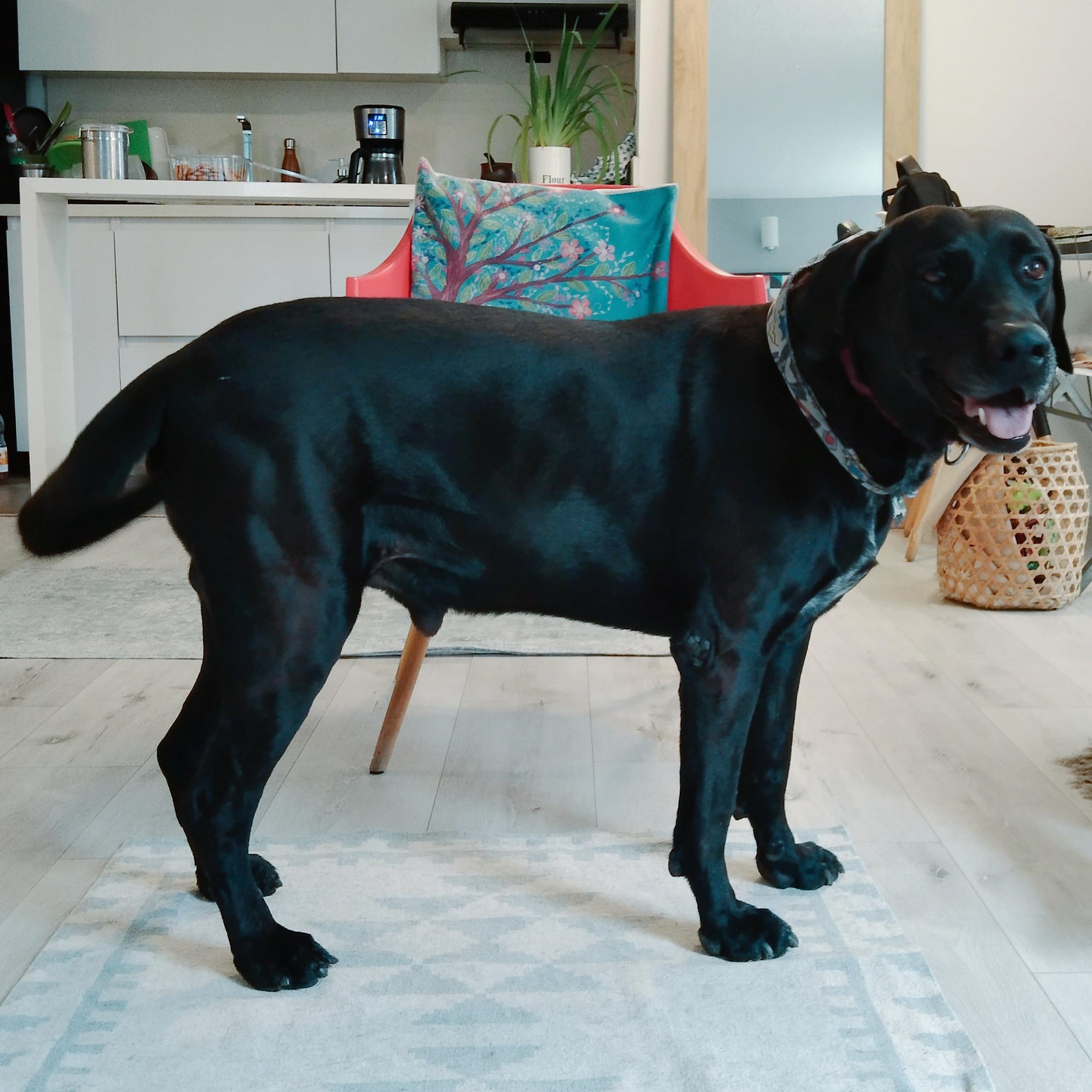 Perritos personalizados
