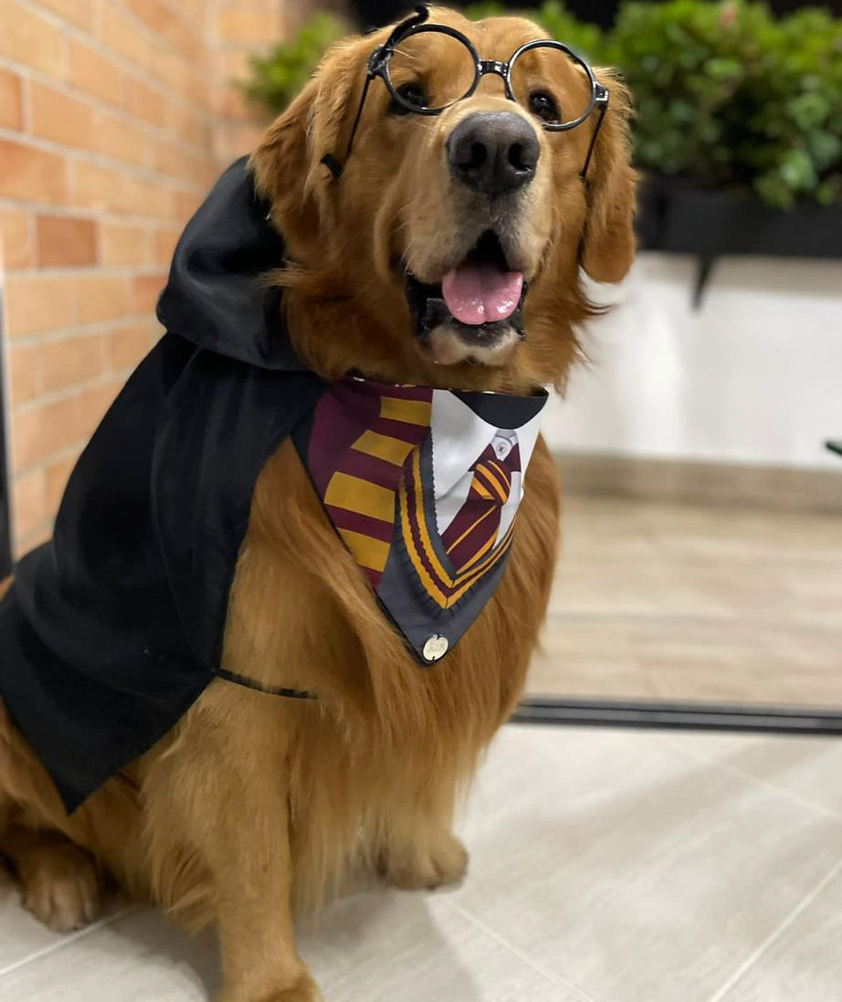 Perritos personalizados