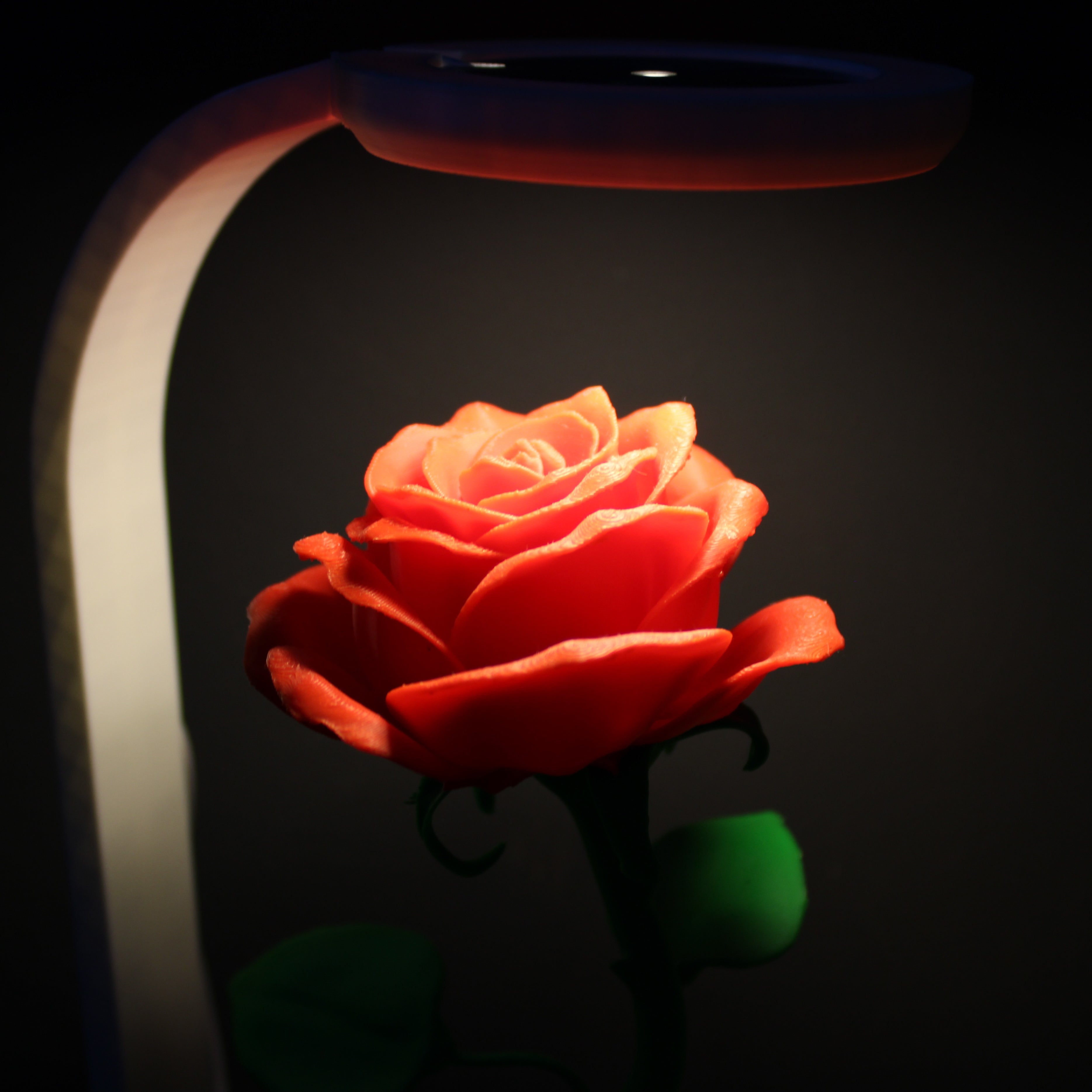 Rosa luminosa